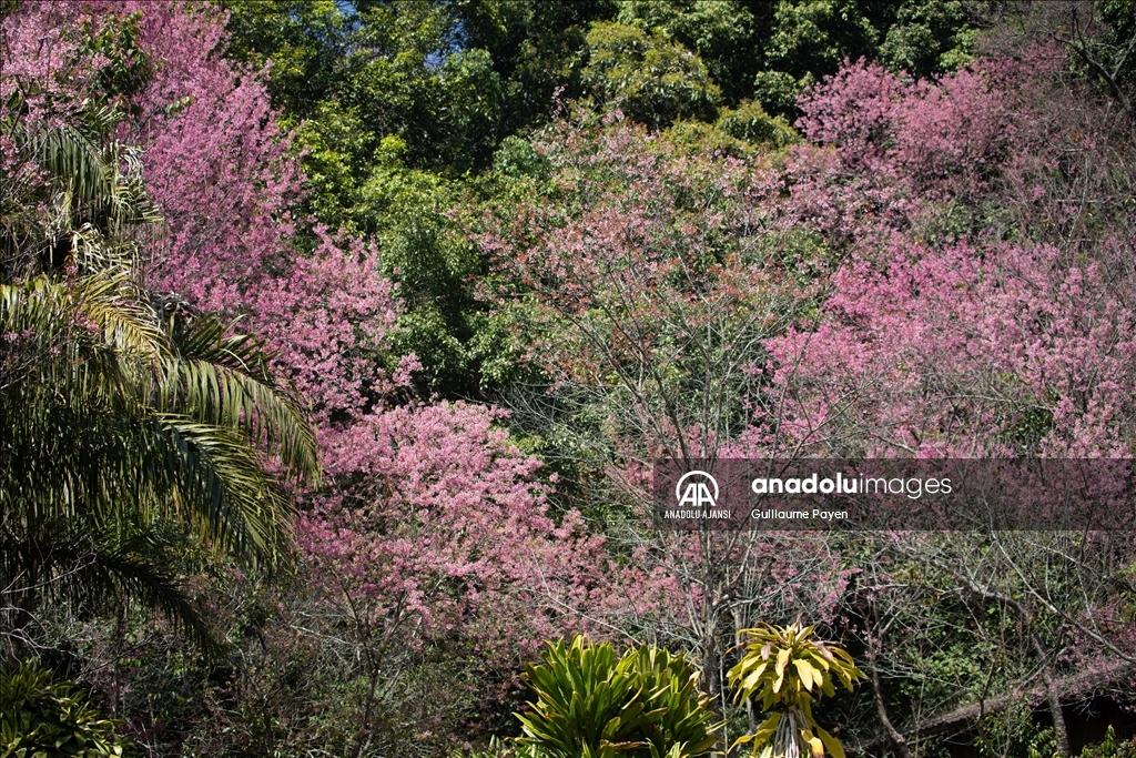 Tayland'daki Doi Suthep Dağı'nın en yüksek köyü Khun Chang Khian'da sakura çiçekleri açtı