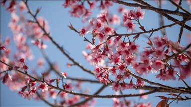 Tayland'daki Doi Suthep Dağı'nın en yüksek köyü Khun Chang Khian'da sakura çiçekleri açtı