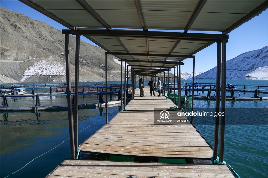 Li Wanê hilberîna masiyên deqsor bi piştevaniya dewletê geş dibe