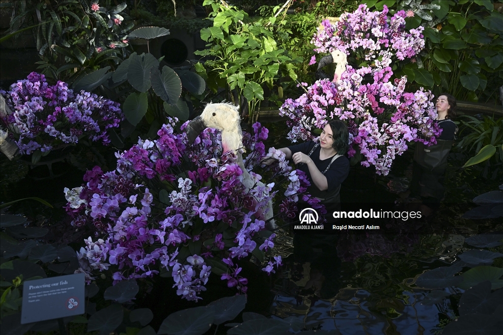 Londra'da Orkide Festivali için Kew Garden'da hazırlıklar devam ediyor