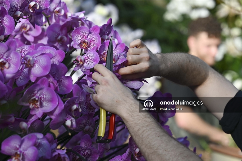 Londra'da Orkide Festivali için Kew Garden'da hazırlıklar devam ediyor