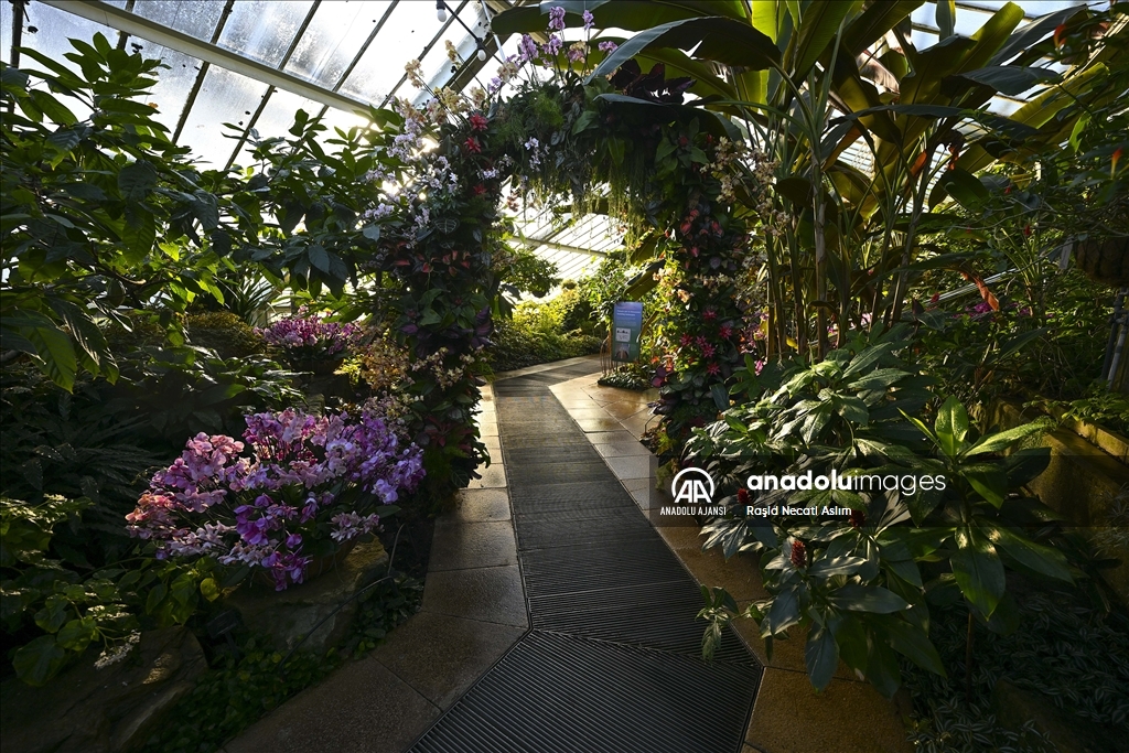 Londra'da Orkide Festivali için Kew Garden'da hazırlıklar devam ediyor