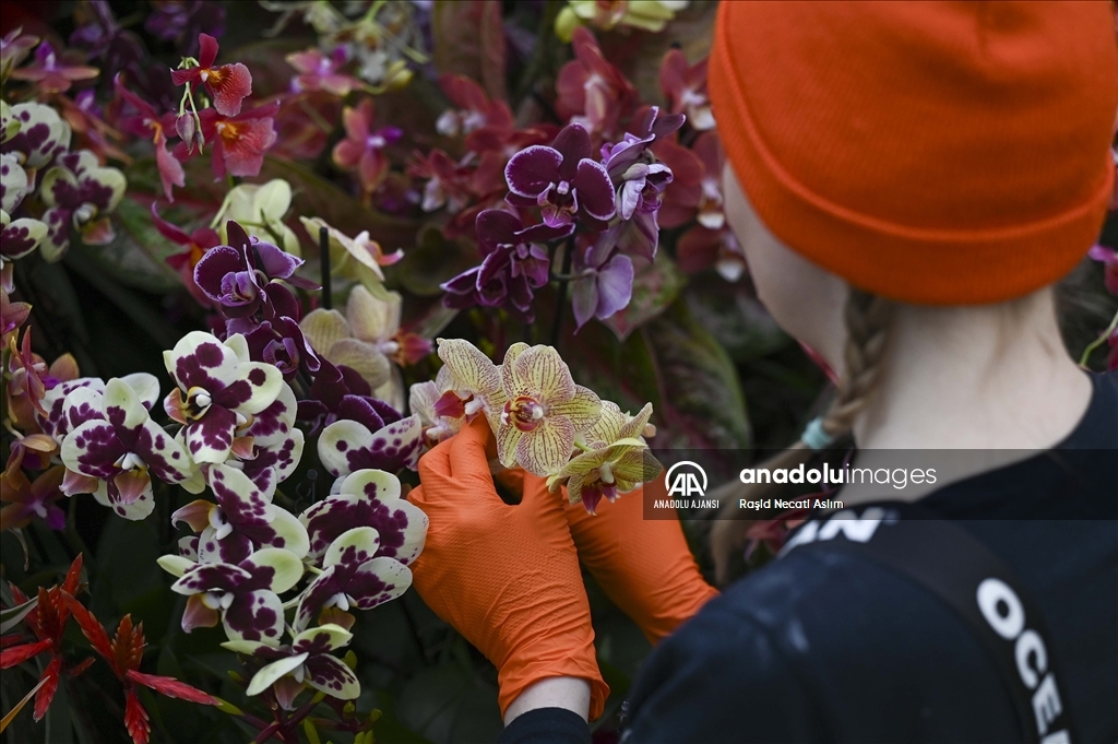 Londra'da Orkide Festivali için Kew Garden'da hazırlıklar devam ediyor
