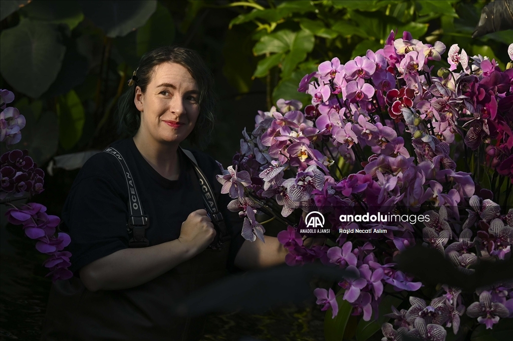 Londra'da Orkide Festivali için Kew Garden'da hazırlıklar devam ediyor