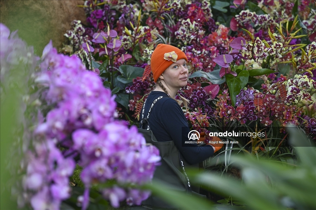 Londra'da Orkide Festivali için Kew Garden'da hazırlıklar devam ediyor