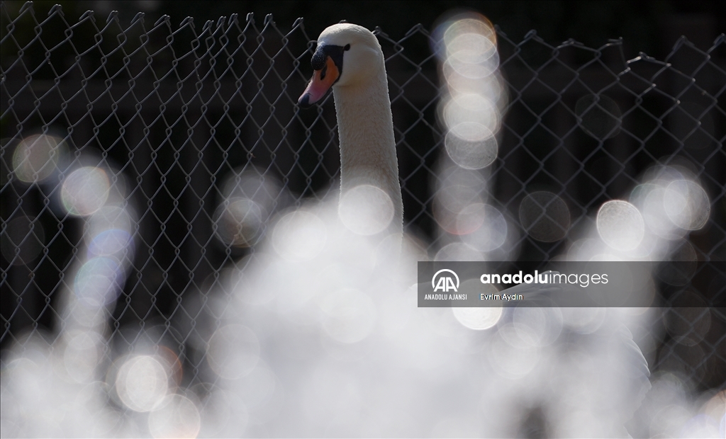 Ankara'da güneşli hava