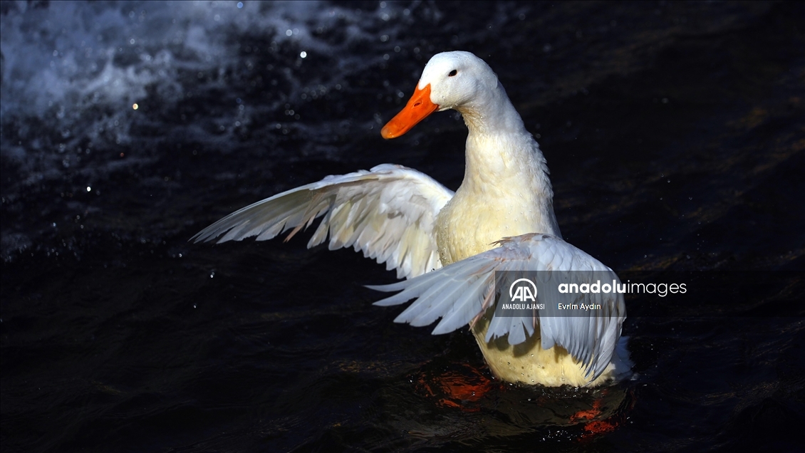 Ankara'da güneşli hava