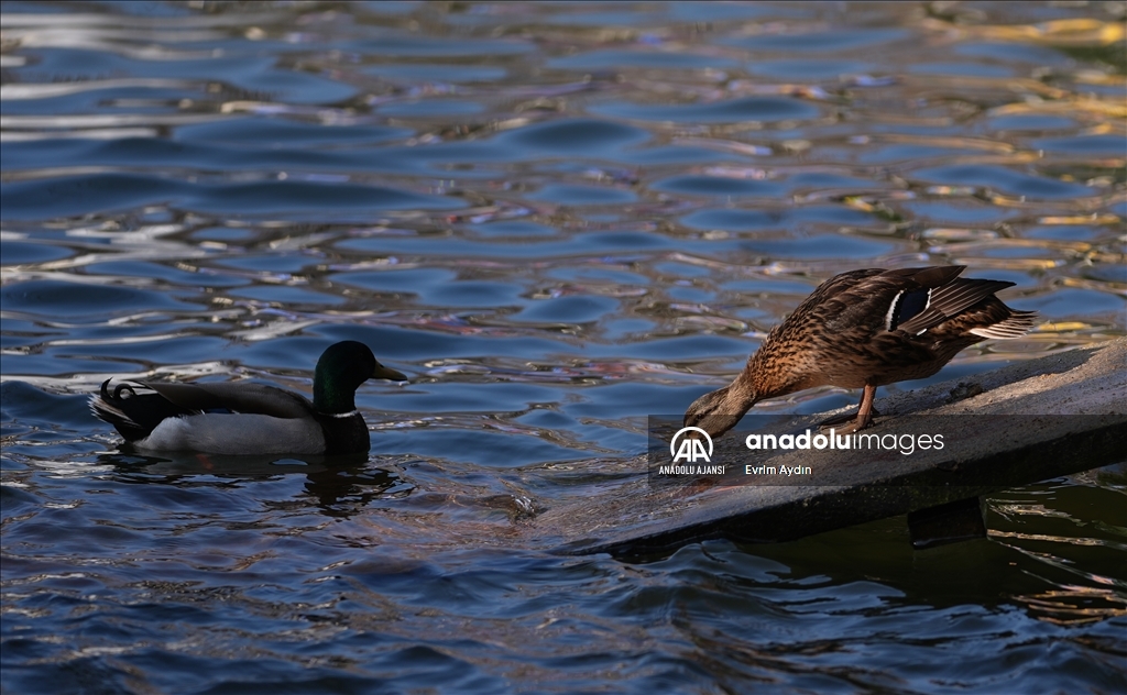 Ankara'da güneşli hava