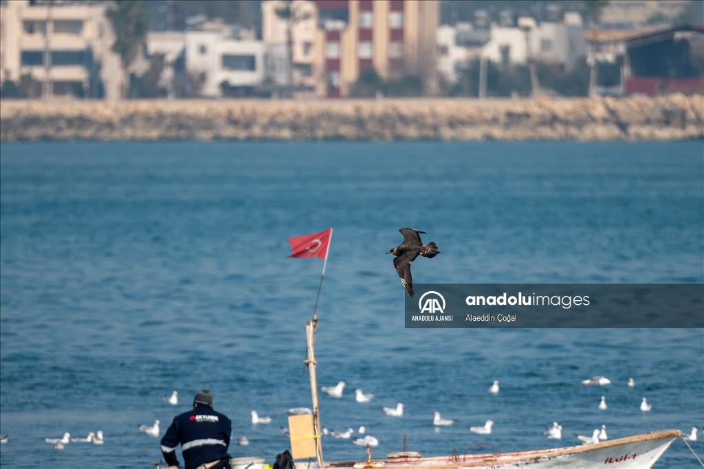 Mersin'de buluşan kuş gözlemcileri Doğu Akdeniz'deki martı türlerini fotoğrafladı