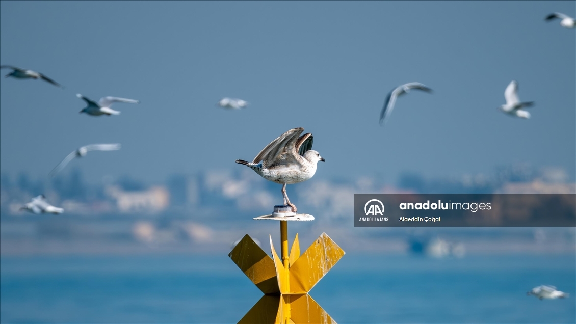 Mersin'de buluşan kuş gözlemcileri Doğu Akdeniz'deki martı türlerini fotoğrafladı