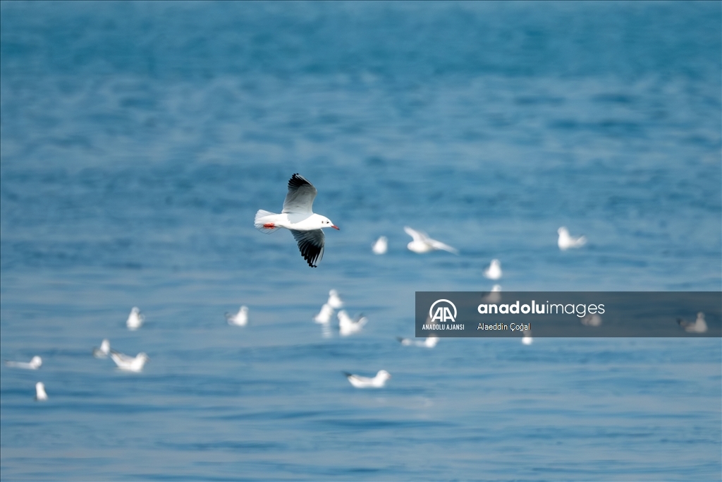 Mersin'de buluşan kuş gözlemcileri Doğu Akdeniz'deki martı türlerini fotoğrafladı