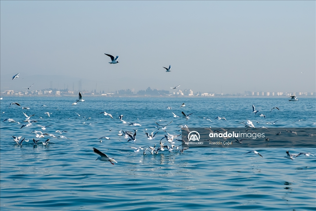 Mersin'de buluşan kuş gözlemcileri Doğu Akdeniz'deki martı türlerini fotoğrafladı