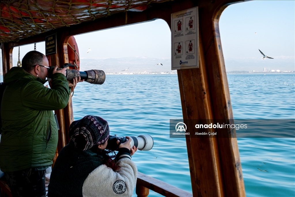 Mersin'de buluşan kuş gözlemcileri Doğu Akdeniz'deki martı türlerini fotoğrafladı