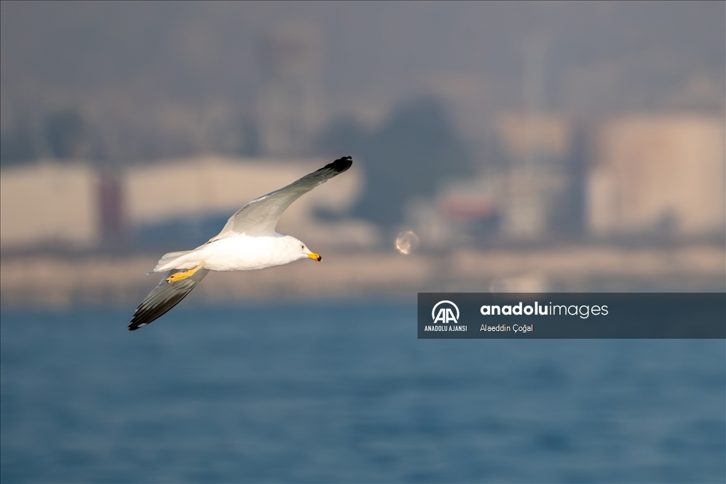 Mersin'de buluşan kuş gözlemcileri Doğu Akdeniz'deki martı türlerini fotoğrafladı