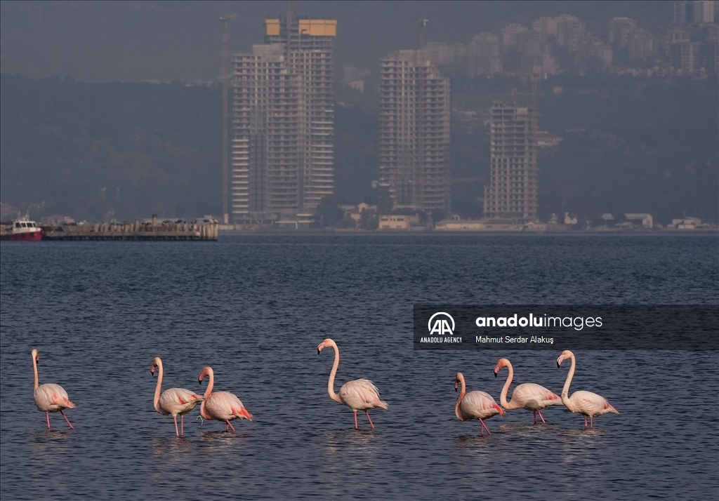 Flamingos are feeding in the inner bay in Izmir