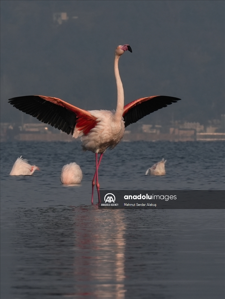 Flamingos are feeding in the inner bay in Izmir