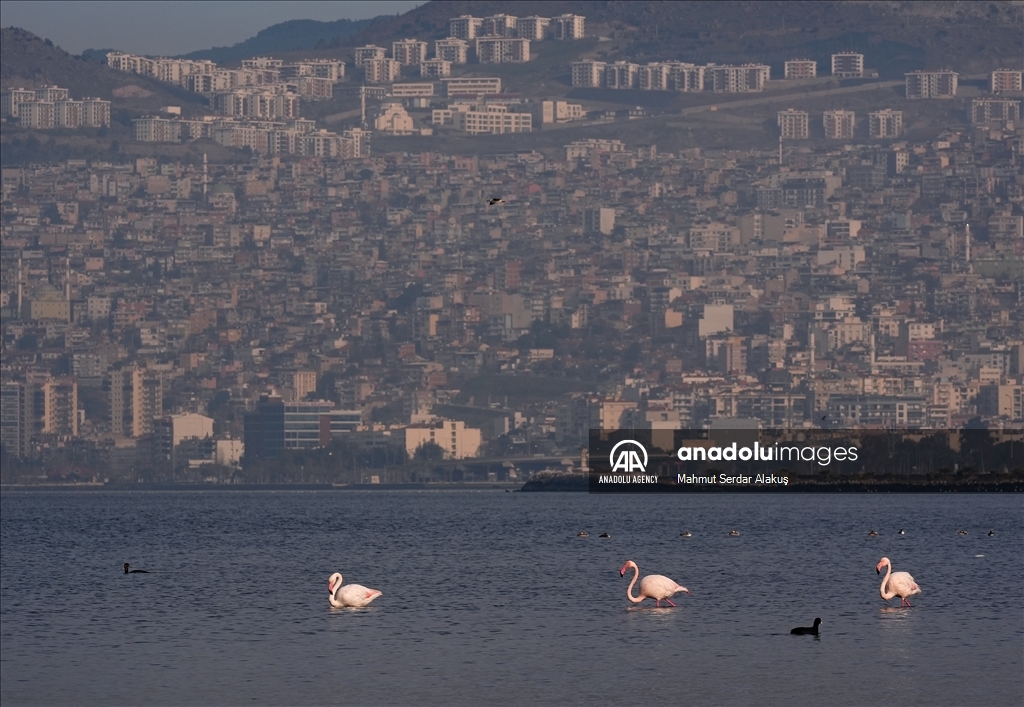 Flamingos are feeding in the inner bay in Izmir
