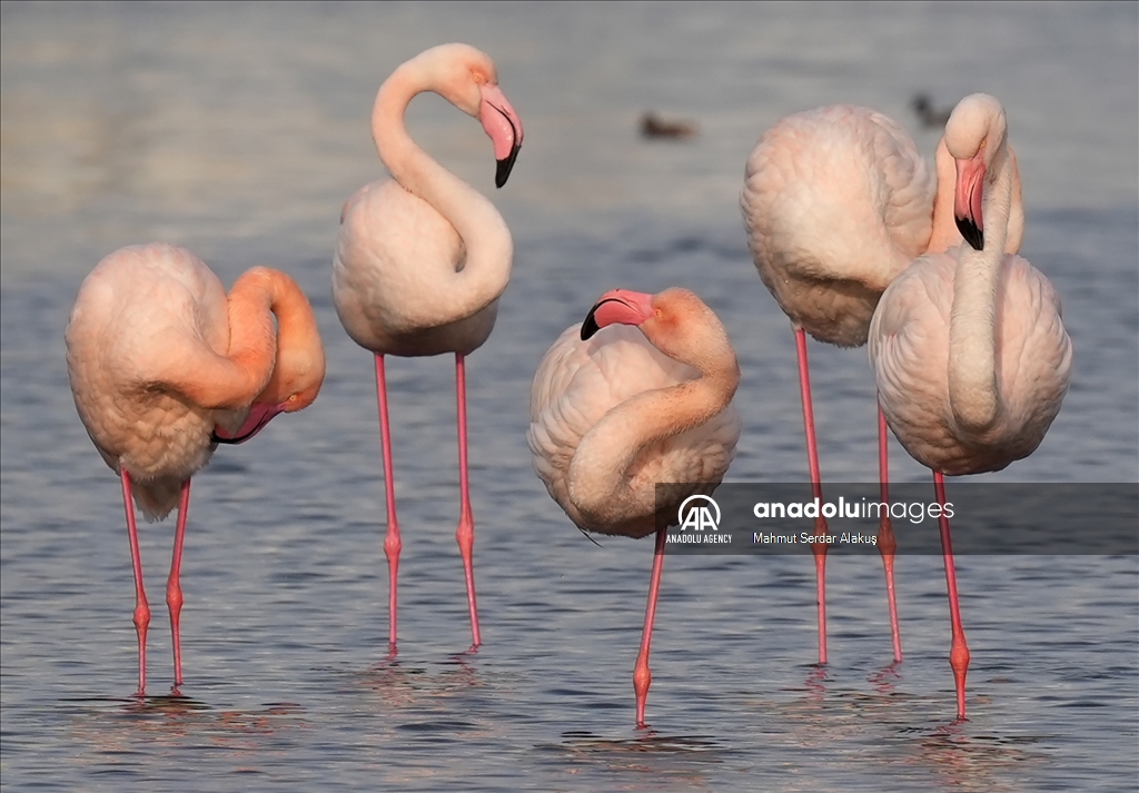 Flamingos are feeding in the inner bay in Izmir
