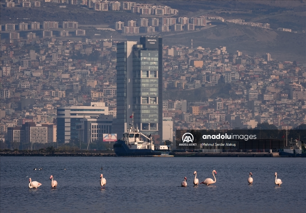 Flamingos are feeding in the inner bay in Izmir