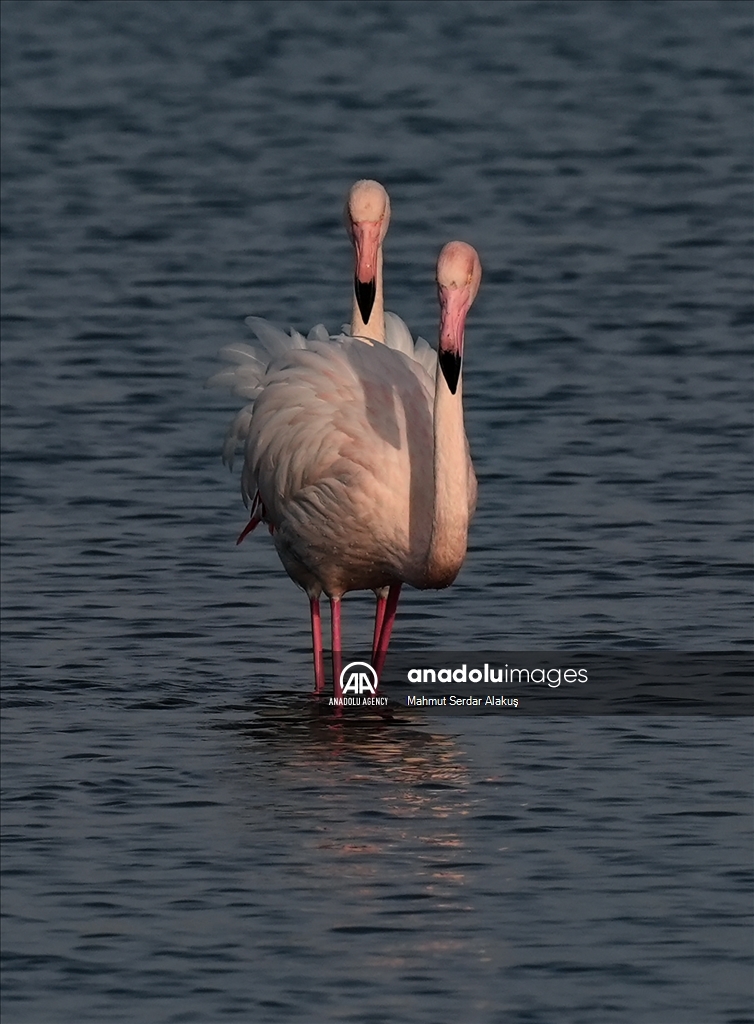 Flamingos are feeding in the inner bay in Izmir