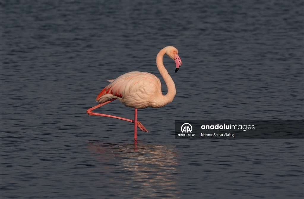 Flamingos are feeding in the inner bay in Izmir