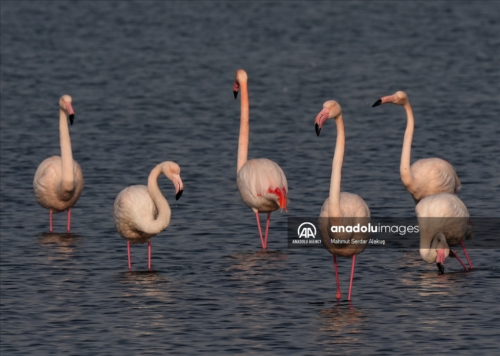 Flamingos are feeding in the inner bay in Izmir