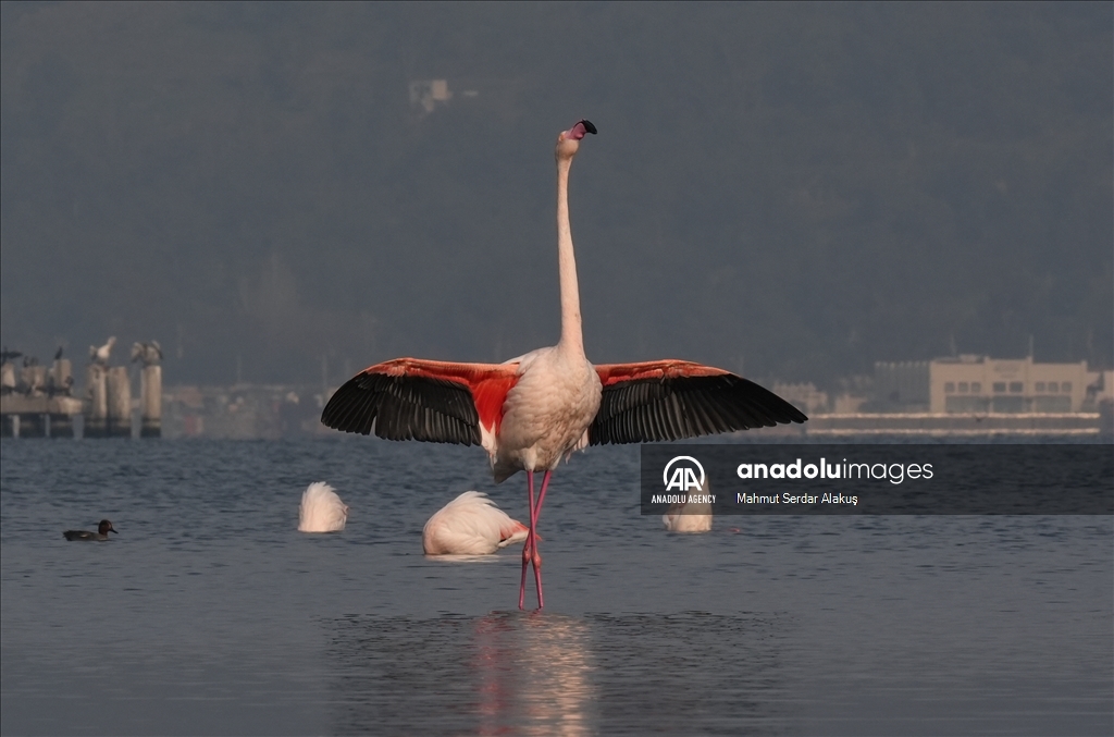 Flamingos are feeding in the inner bay in Izmir