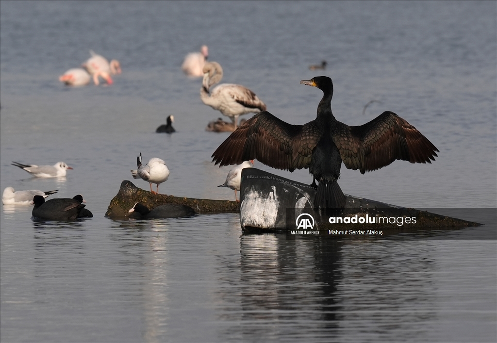 Flamingos are feeding in the inner bay in Izmir