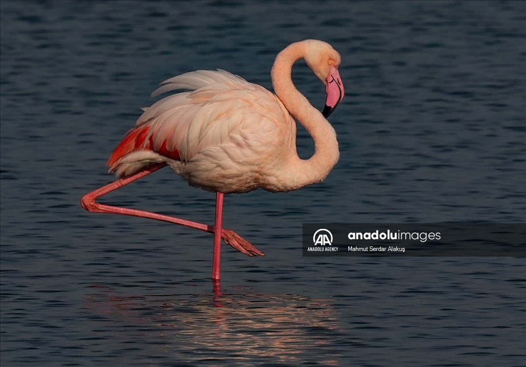 Flamingos are feeding in the inner bay in Izmir