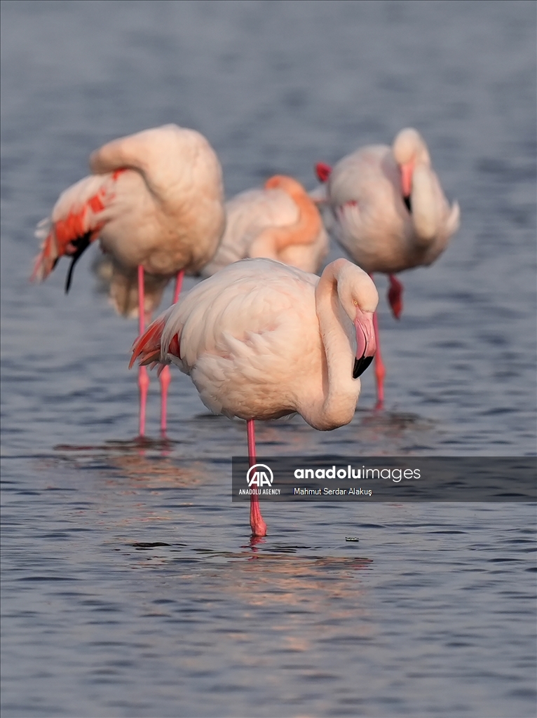 Flamingos are feeding in the inner bay in Izmir