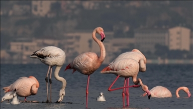 İzmir'in "şehirli" flamingoları iç körfezde besleniyor