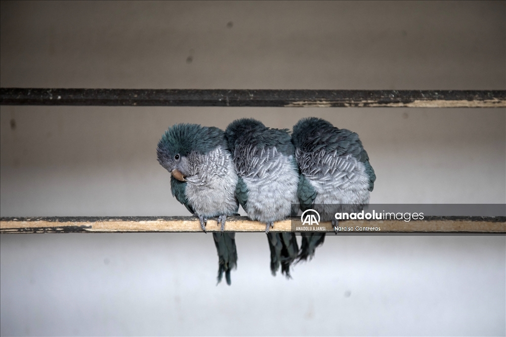 Şam’daki tek özel hayvanat bahçesi kapılarını açtı