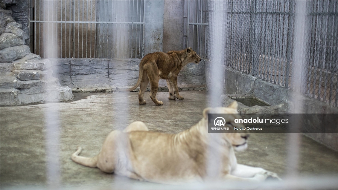 Şam’daki tek özel hayvanat bahçesi kapılarını açtı