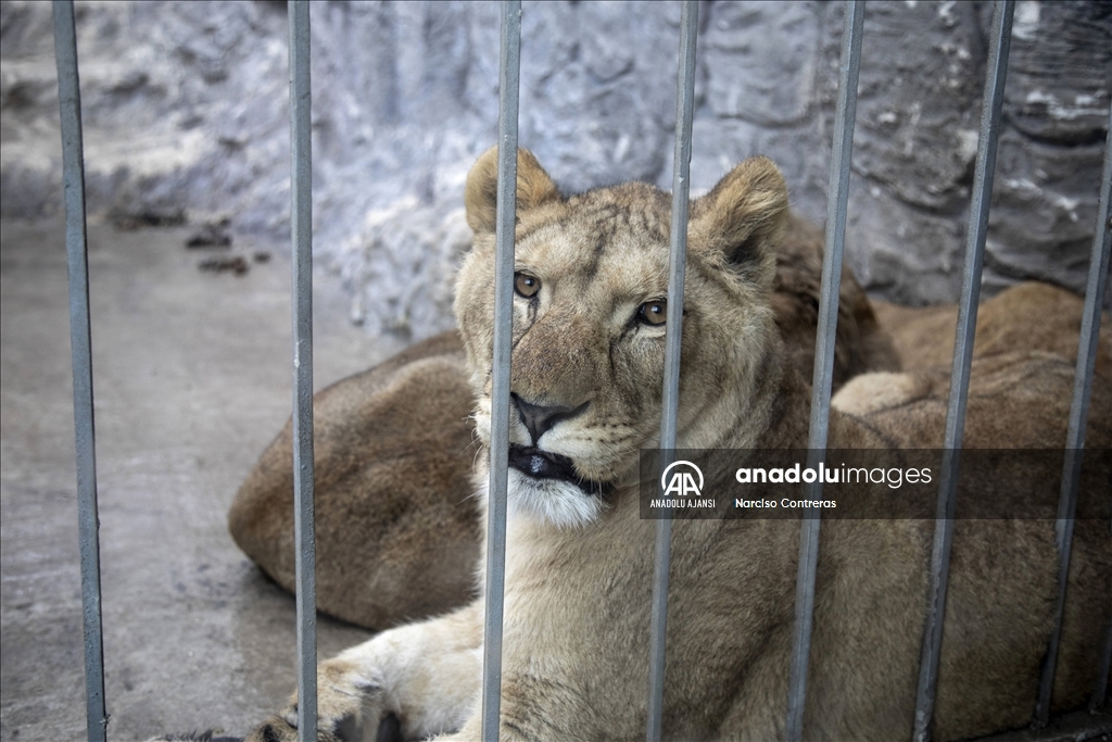 Şam’daki tek özel hayvanat bahçesi kapılarını açtı