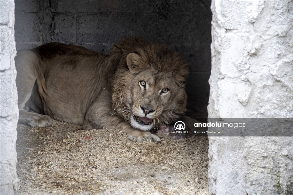 Şam’daki tek özel hayvanat bahçesi kapılarını açtı