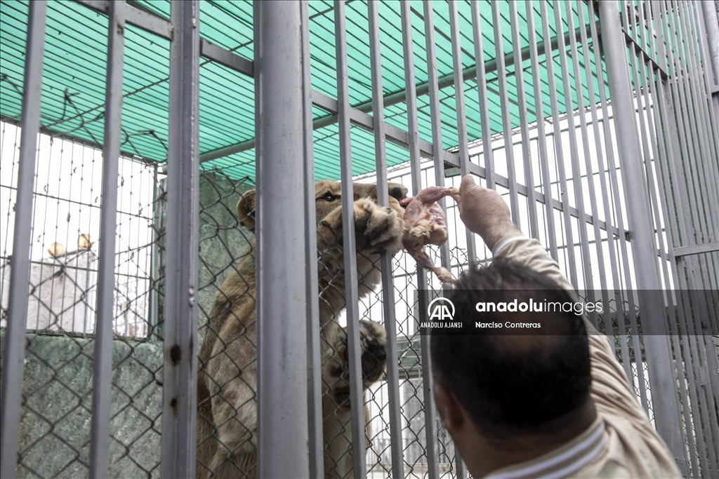 Şam’daki tek özel hayvanat bahçesi kapılarını açtı