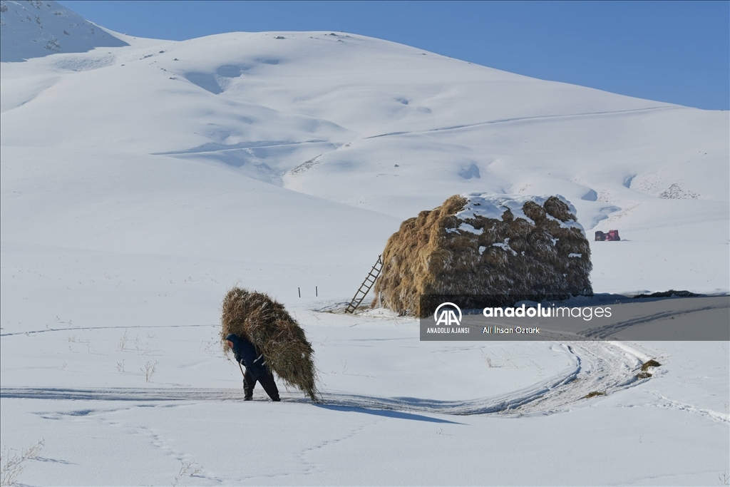 Doğu Anadolu’da yaşayan besicilerin zorlu kış mesaisi