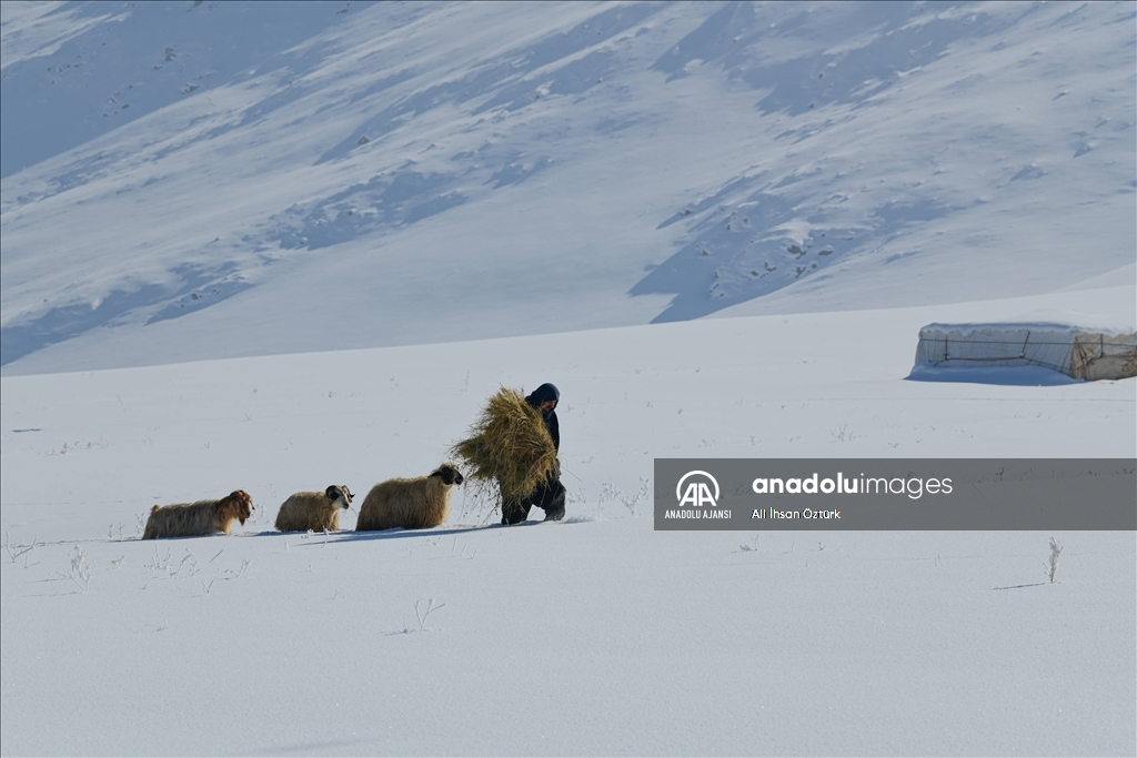 Doğu Anadolu’da yaşayan besicilerin zorlu kış mesaisi