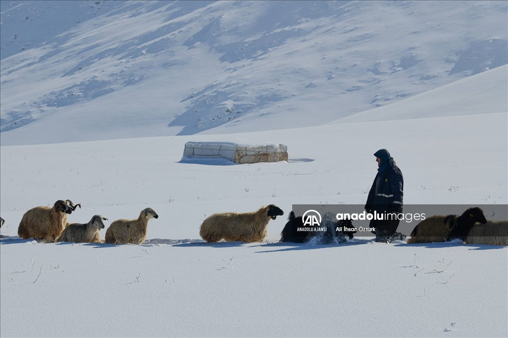 Doğu Anadolu’da yaşayan besicilerin zorlu kış mesaisi