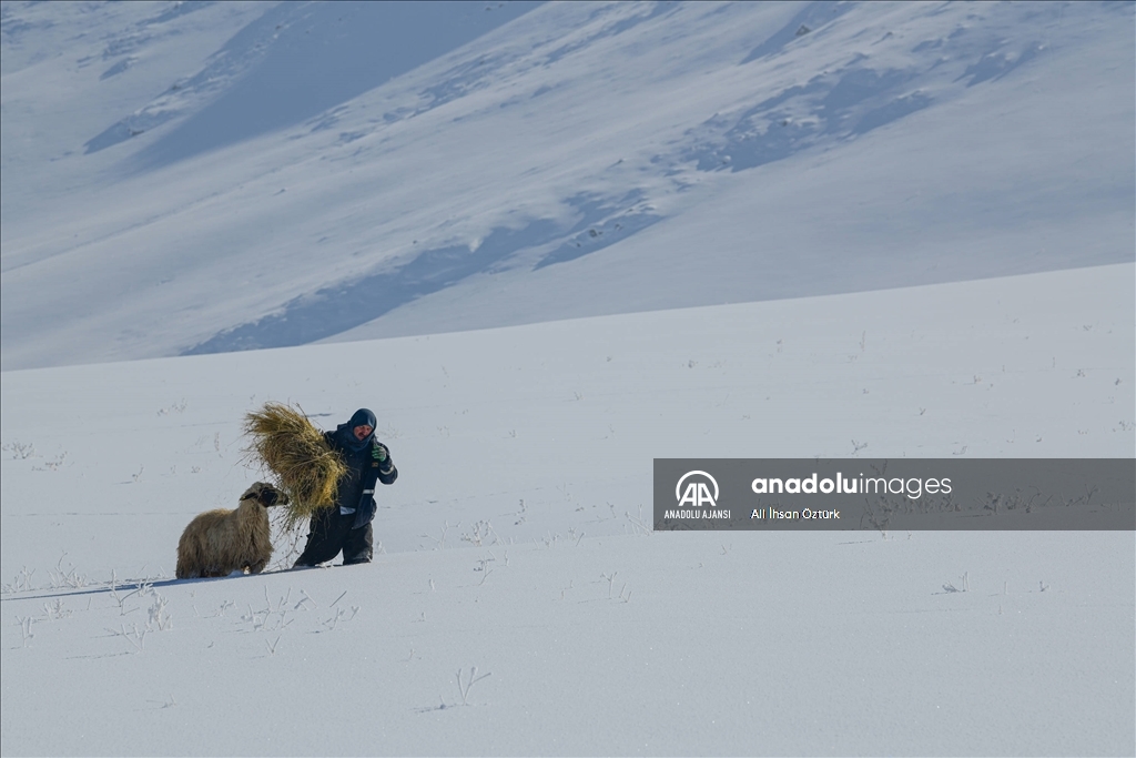 Doğu Anadolu’da yaşayan besicilerin zorlu kış mesaisi