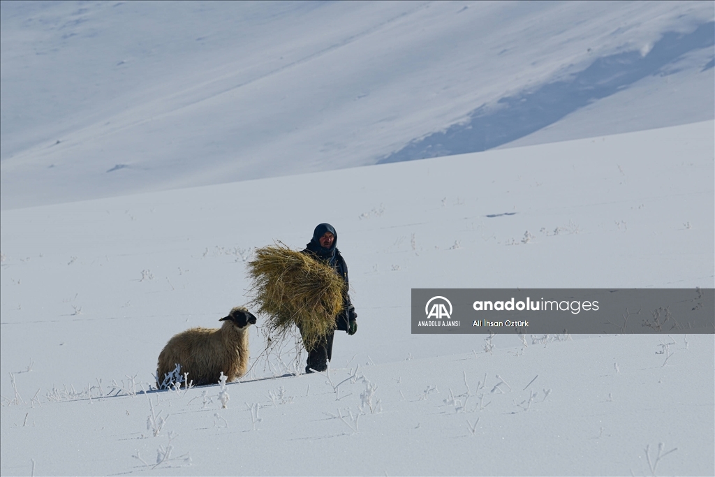 Doğu Anadolu’da yaşayan besicilerin zorlu kış mesaisi