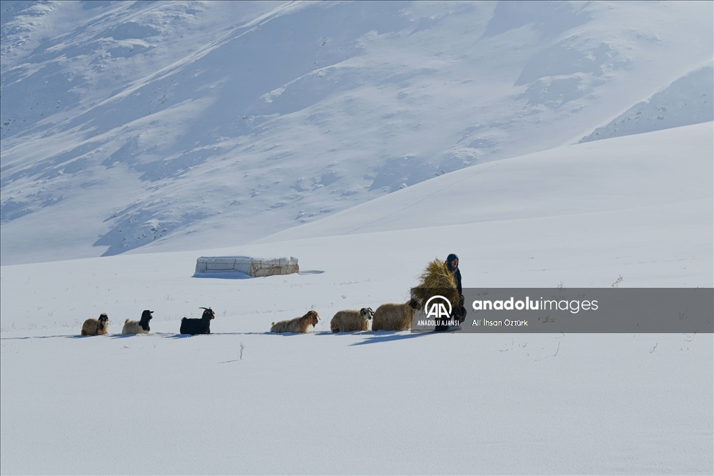 Doğu Anadolu’da yaşayan besicilerin zorlu kış mesaisi