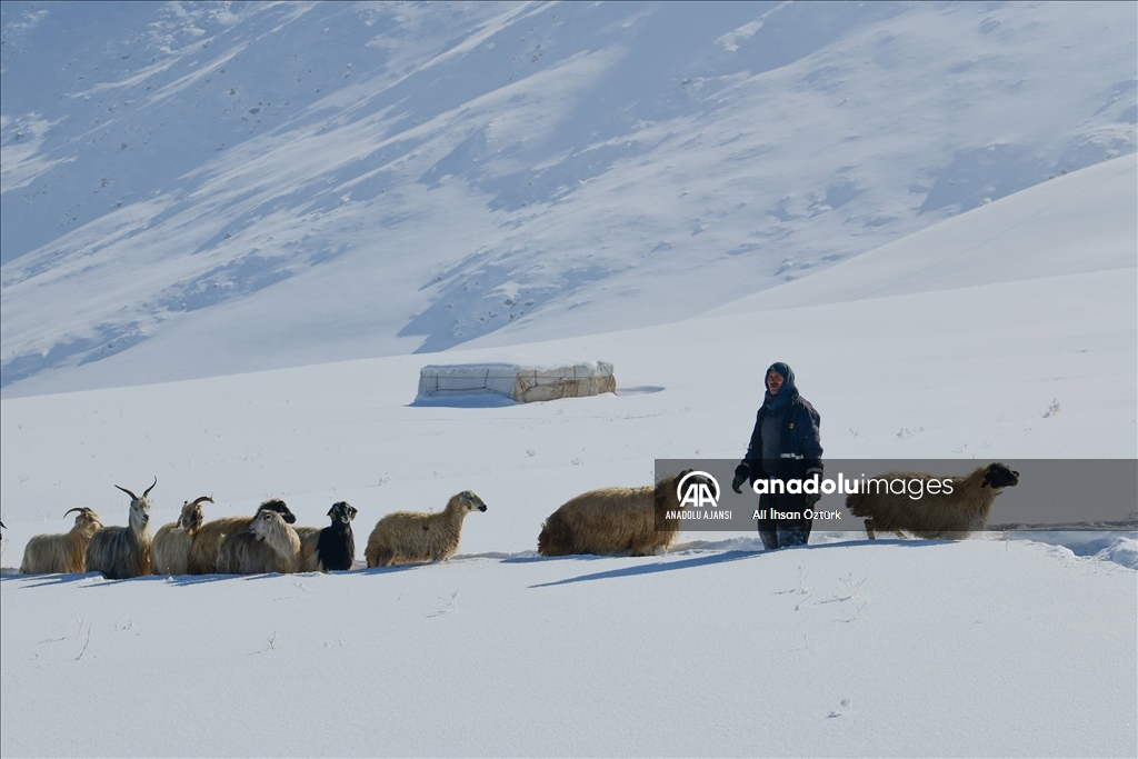 Doğu Anadolu’da yaşayan besicilerin zorlu kış mesaisi