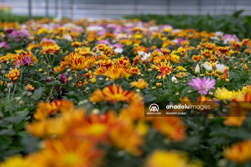 Çukurova'da çiçekler Sevgililer Günü'ne hazır