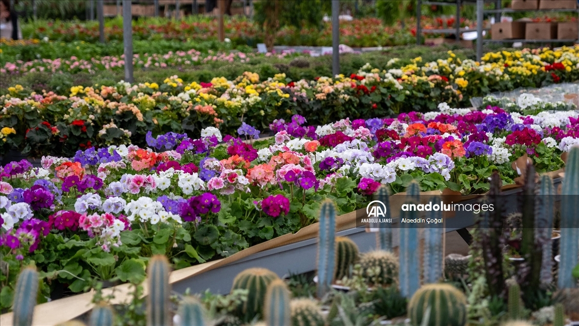 Çukurova'da çiçekler Sevgililer Günü'ne hazır