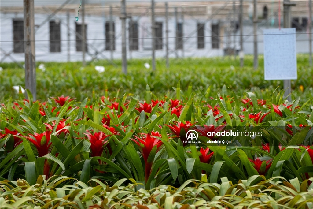 Çukurova'da çiçekler Sevgililer Günü'ne hazır