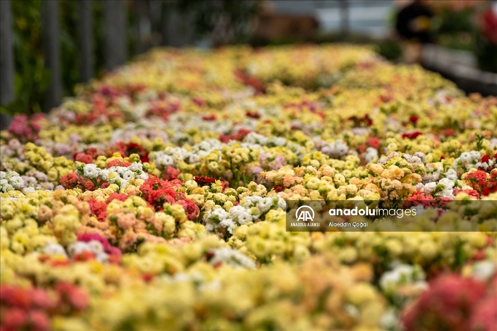 Çukurova'da çiçekler Sevgililer Günü'ne hazır
