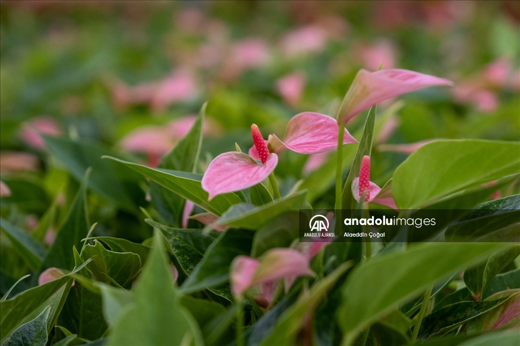 Çukurova'da çiçekler Sevgililer Günü'ne hazır