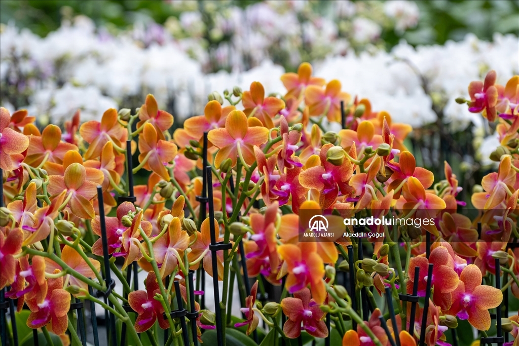 Çukurova'da çiçekler Sevgililer Günü'ne hazır