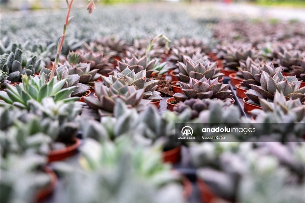 Çukurova'da çiçekler Sevgililer Günü'ne hazır